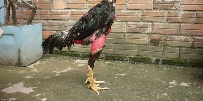 Nguyên nhân nên quan tâm và chọn kê có vảy độc